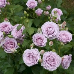 'Novalis'® Rosa X 'Novalis'® (Buketrose) A-Kvalitet,- Barrods Roser Min. 3 Grene -Sirius Butik p12865 53616 rosa x novalis buketrose 087a