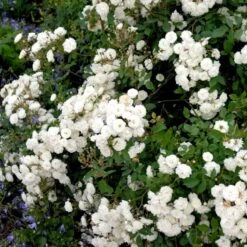 'Schneeflocke' Rosa X 'Schneeflocke' (Buketrose) A-Kvalitet,- Barrods Roser Min. 3 Grene -Sirius Butik p12867 51700 rosa x schneeflocke buketrose 211e