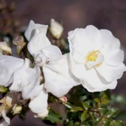 'Schneeflocke' Rosa X 'Schneeflocke' (Buketrose) A-Kvalitet,- Barrods Roser Min. 3 Grene -Sirius Butik p12867 51701 rosa x schneeflocke buketrose 7b86