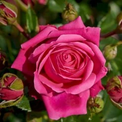 'Cardiff'™ Rosa X 'Cardiff'™ (Slotsrose) A-Kvalitet,- Barrods Roser Min. 3 Grene -Sirius Butik p12874 51770 rosa x cardiff slotsrose 1bb2