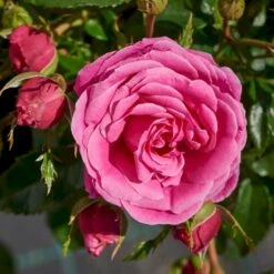 'Cardiff'™ Rosa X 'Cardiff'™ (Slotsrose) A-Kvalitet,- Barrods Roser Min. 3 Grene -Sirius Butik p12874 51771 rosa x cardiff slotsrose 6db0
