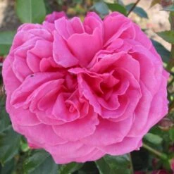 'Cardiff'™ Rosa X 'Cardiff'™ (Slotsrose) A-Kvalitet,- Barrods Roser Min. 3 Grene -Sirius Butik p12874 51773 rosa x cardiff slotsrose 5576