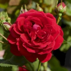'Grenada'™ Rosa X 'Grenada'™ (Slotsrose) A-Kvalitet,- Barrods Roser Min. 3 Grene -Sirius Butik p12877 51795 rosa x grenada slotsrose 883a