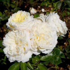 'Kronprinsesse Mary'™ Rosa X 'Kronprinsesse Mary'™ (Slotsrose) A-Kvalitet,- Barrods Roser Min. 3 Grene -Sirius Butik p12881 51819 rosa x kronprinsesse mary slotsrose 5e4d