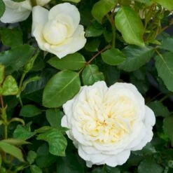 'Kronprinsesse Mary'™ Rosa X 'Kronprinsesse Mary'™ (Slotsrose) A-Kvalitet,- Barrods Roser Min. 3 Grene -Sirius Butik p12881 51820 rosa x kronprinsesse mary slotsrose 7a79