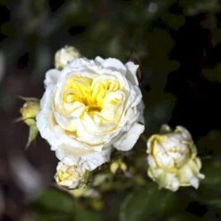 'Kronprinsesse Mary'™ Rosa X 'Kronprinsesse Mary'™ (Slotsrose) A-Kvalitet,- Barrods Roser Min. 3 Grene -Sirius Butik p12881 51821 rosa x kronprinsesse mary slotsrose 1307