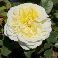 'Stockholm'™ Rosa X 'Stockholm'™ (Slotsrose) A-Kvalitet,- Barrods Roser Min. 3 Grene -Sirius Butik p12887 51863 rosa x stockholm slotsrose dea6