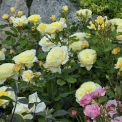 'Stockholm'™ Rosa X 'Stockholm'™ (Slotsrose) A-Kvalitet,- Barrods Roser Min. 3 Grene -Sirius Butik p12887 51867 rosa x stockholm slotsrose 8d87