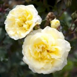 'Stockholm'™ Rosa X 'Stockholm'™ (Slotsrose) A-Kvalitet,- Barrods Roser Min. 3 Grene -Sirius Butik p12887 51868 rosa x stockholm slotsrose 42cb
