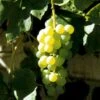 Vin 'Lakemont' Vitis Vinifera 'Lakemont' Potte 3,0 Liter,- Opbundet 80-100 Cm.