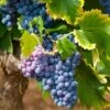 Vin 'Muscat Bleu' Vitis Vinifera 'Muscat Bleu' Potte 3,0 Liter,- Opbundet 80-100 Cm.