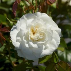 'Prague'™ Rosa X 'Prague'™ (Slotsrose) A-Kvalitet,- Barrods Roser Min. 3 Grene -Sirius Butik p12902 51836 rosa x prague slotsrose 2cce