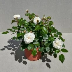 'Prague'™ Rosa X 'Prague'™ (Slotsrose) A-Kvalitet,- Barrods Roser Min. 3 Grene -Sirius Butik p12902 51837 rosa x prague slotsrose 3064