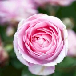 'Ghita™ Renaissance'® Rosa X 'Ghita™ Renaissance'® (Renaissancerose) A-Kvalitet,- Barrods Roser Min. 3 Grene 10 'Ghita™ Renaissance'® Rosa X 'Ghita™ Renaissance'® (Renaissancerose) A-Kvalitet,- Barrods Roser Min. 3 Grene -Sirius Butik p12909 52138 rosa x ghita renaissance renaissancerose 085f