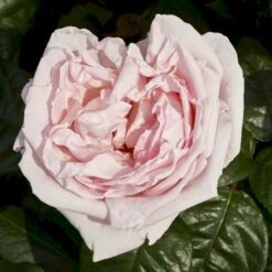 'Racquel™ Renaissance'® Rosa X 'Racquel™ Renaissance'® (Renaissancerose) A-Kvalitet,- Barrods Roser Min. 3 Grene -Sirius Butik p12910 52194 rosa x racquel renaissance renaissancerose 6088