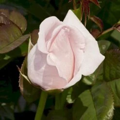 'Racquel™ Renaissance'® Rosa X 'Racquel™ Renaissance'® (Renaissancerose) A-Kvalitet,- Barrods Roser Min. 3 Grene -Sirius Butik p12910 52195 rosa x racquel renaissance renaissancerose afb8