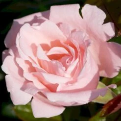 'Racquel™ Renaissance'® Rosa X 'Racquel™ Renaissance'® (Renaissancerose) A-Kvalitet,- Barrods Roser Min. 3 Grene -Sirius Butik p12910 52197 rosa x racquel renaissance renaissancerose e55d