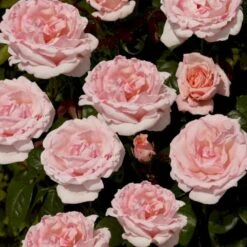 'Racquel™ Renaissance'® Rosa X 'Racquel™ Renaissance'® (Renaissancerose) A-Kvalitet,- Barrods Roser Min. 3 Grene -Sirius Butik p12910 52198 rosa x racquel renaissance renaissancerose 3ab1