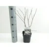Stjernemagnolie Magnolia Stellata Potte 2,0 Liter,- 40-60 Cm.