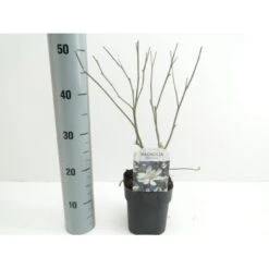 Stjernemagnolie Magnolia Stellata Potte 2,0 Liter,- 40-60 Cm.