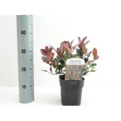 Glansmispel 'Little Red Robin' Photinia Fraseri 'Little Red Robin' Potte 2,0 Liter,- 20-25 Cm. -Sirius Butik p13157 38460 image 3b9f