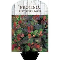Glansmispel 'Little Red Robin' Photinia Fraseri 'Little Red Robin' Potte 2,0 Liter,- 20-25 Cm. -Sirius Butik p13157 38461 image ba58