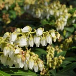 Pieris 'Debutante' Pieris Jap. 'Debutante' Potte 3,0 Liter,- 30-40 Cm.