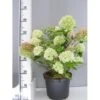 Kompakt Syrén-Hortensia 'Little Lime' Hydrangea Paniculata 'Little Lime' 3,5 Liter Potte