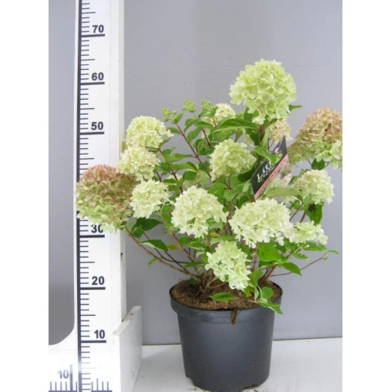 Kompakt Syrén-Hortensia 'Little Lime' Hydrangea Paniculata 'Little Lime' 3,5 Liter Potte 1 Kompakt Syrén-Hortensia 'Little Lime' Hydrangea Paniculata 'Little Lime' 3,5 Liter Potte