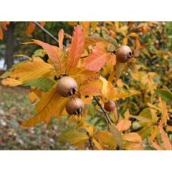 Mispel Mespilus Germanica Solitær Busk 150-200 Cm. - Med Klump
