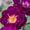 'Midnight Blue' Rosa X 'Midnight Blue' A-Kvalitet,- Barrods Roser Min. 3 Grene