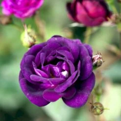 'Midnight Blue' Rosa X 'Midnight Blue' A-Kvalitet,- Barrods Roser Min. 3 Grene -Sirius Butik p13500 51625 rosa x midnight blue b13a