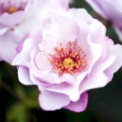 'Odyssey' Rosa X 'Odyssey' (Buketrose) A-Kvalitet,- Barrods Roser Min. 3 Grene -Sirius Butik p13502 51641 rosa x odyssey buketrose 4ca9