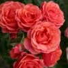 'Mandarin'® Rosa X 'Mandarin'® (Miniaturerose) A-Kvalitet,- Barrods Roser Min. 3 Grene
