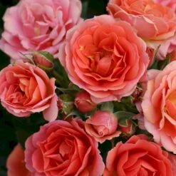 'Mandarin'® Rosa X 'Mandarin'® (Miniaturerose) A-Kvalitet,- Barrods Roser Min. 3 Grene -Sirius Butik p13503 53611 rosa x mandarin miniaturerose 03fb