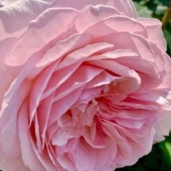 'Awakening' Rosa X 'Awakening' (Slyngrose) A-Kvalitet,- Barrods Roser Min. 3 Grene