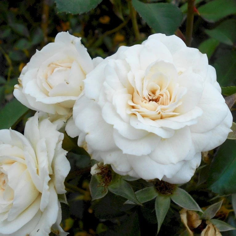 'White New Dawn' Rosa X 'White New Dawn' A-Kvalitet,- Barrods Roser Min. 3 Grene 1 'White New Dawn' Rosa X 'White New Dawn' A-Kvalitet,- Barrods Roser Min. 3 Grene