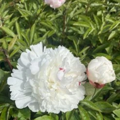 Silkepæon 'Festiva Maxima' Paeonia Lactiflora 'Festiva Maxima' 3,0 Liter Potte