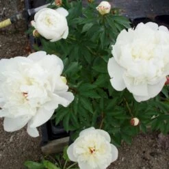 Silkepæon 'Festiva Maxima' Paeonia Lactiflora 'Festiva Maxima' 3,0 Liter Potte -Sirius Butik p1387 47884 paeonia lactiflora festiva maxima d18b