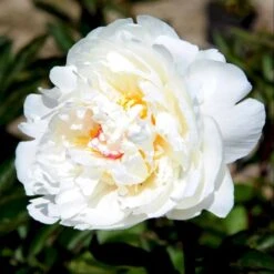 Silkepæon 'Festiva Maxima' Paeonia Lactiflora 'Festiva Maxima' 3,0 Liter Potte -Sirius Butik p1387 47885 paeonia lactiflora festiva maxima 9a6d