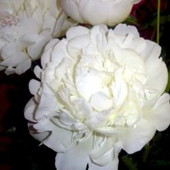 Silkepæon 'Festiva Maxima' Paeonia Lactiflora 'Festiva Maxima' 3,0 Liter Potte -Sirius Butik p1387 47886 paeonia lactiflora festiva maxima 5f5e