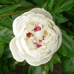 Silkepæon 'Festiva Maxima' Paeonia Lactiflora 'Festiva Maxima' 3,0 Liter Potte -Sirius Butik p1387 47887 paeonia lactiflora festiva maxima db55