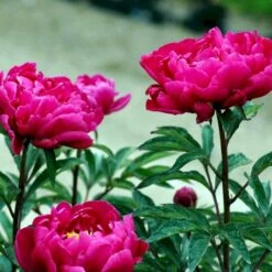 Silkepæon 'Karl Rosenfield' Paeonia Lactiflora 'Karl Rosenfield' 3,0 Liter Potte -Sirius Butik p1390 47889 paeonia lactiflora karl rosenfield 65e5