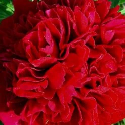 Silkepæon 'Karl Rosenfield' Paeonia Lactiflora 'Karl Rosenfield' 3,0 Liter Potte -Sirius Butik p1390 47890 paeonia lactiflora karl rosenfield 1fa9