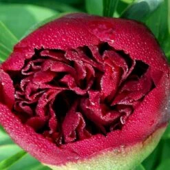 Silkepæon 'Karl Rosenfield' Paeonia Lactiflora 'Karl Rosenfield' 3,0 Liter Potte -Sirius Butik p1390 47891 paeonia lactiflora karl rosenfield ba23