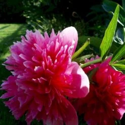 Silkepæon 'Sarah Bernhard' Paeonia Lactiflora 'Sarah Bernhard' 3,5 Liter Potte -Sirius Butik p1393 47905 paeonia lactiflora sarah bernhard 0529