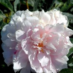 Silkepæon 'Sarah Bernhard' Paeonia Lactiflora 'Sarah Bernhard' 3,5 Liter Potte -Sirius Butik p1393 47906 paeonia lactiflora sarah bernhard acd8