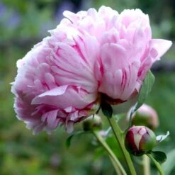 Silkepæon 'Sarah Bernhard' Paeonia Lactiflora 'Sarah Bernhard' 3,5 Liter Potte -Sirius Butik p1393 47907 paeonia lactiflora sarah bernhard c600