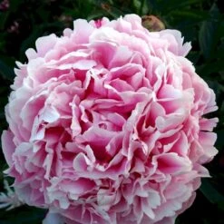 Silkepæon 'Sarah Bernhard' Paeonia Lactiflora 'Sarah Bernhard' 3,5 Liter Potte -Sirius Butik p1393 47908 paeonia lactiflora sarah bernhard 6616