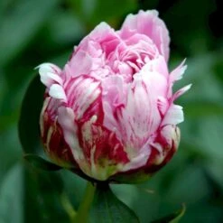 Silkepæon 'Sarah Bernhard' Paeonia Lactiflora 'Sarah Bernhard' 3,5 Liter Potte -Sirius Butik p1393 47909 paeonia lactiflora sarah bernhard 32b0